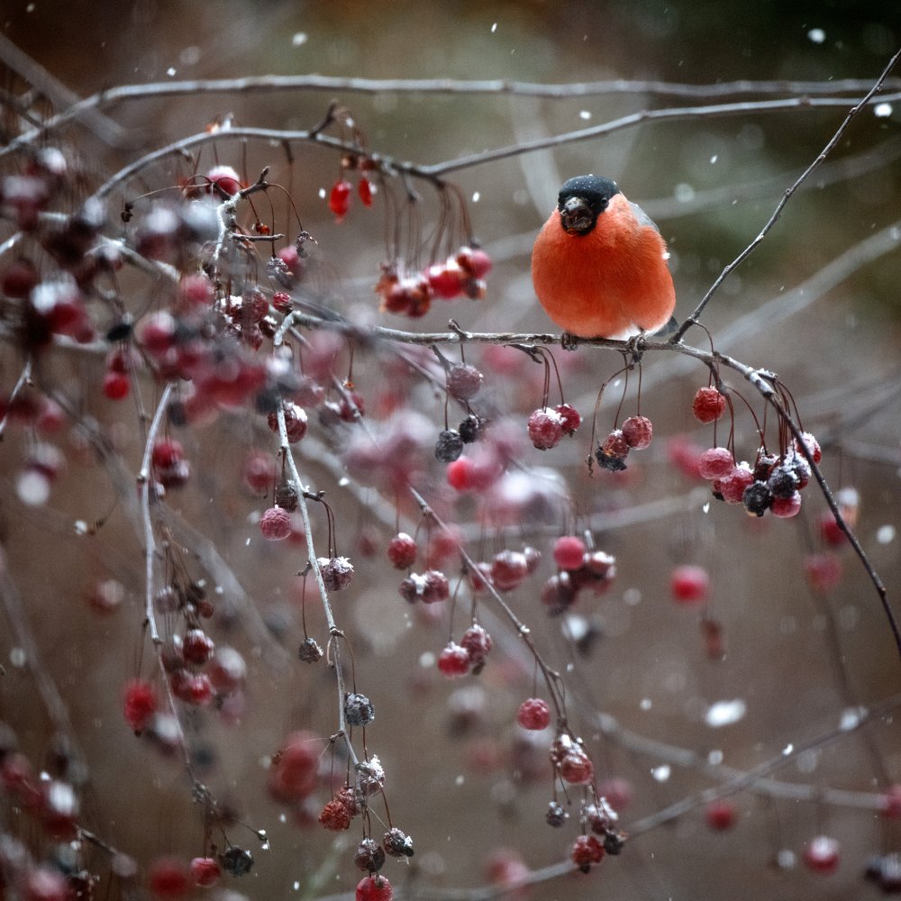 Фотография автора Ольга Антанайтене