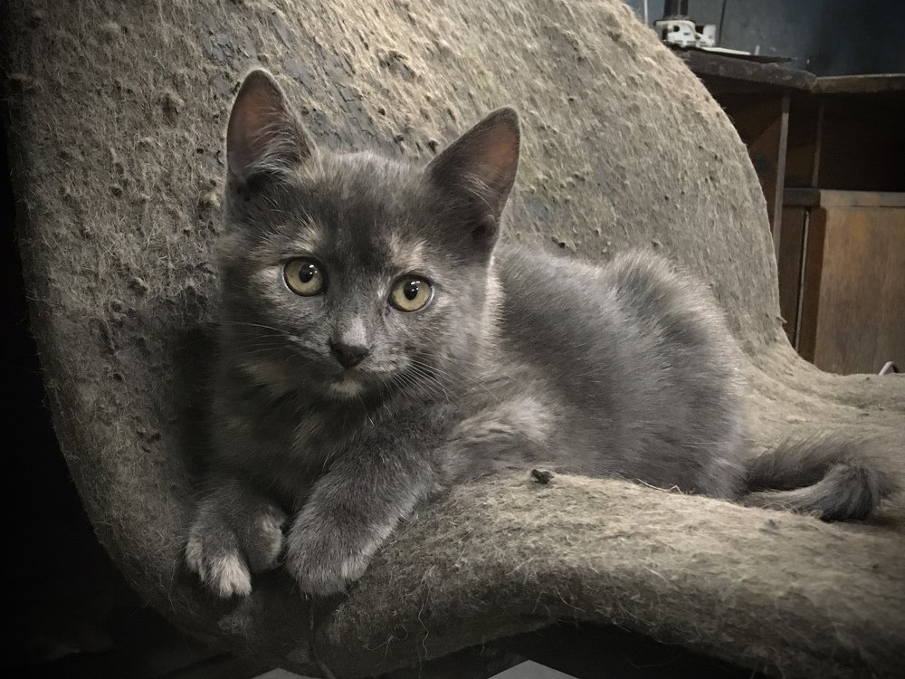 Котенок - металлург