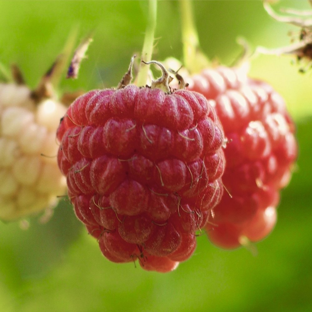 Photograph by Yelena Yakubov