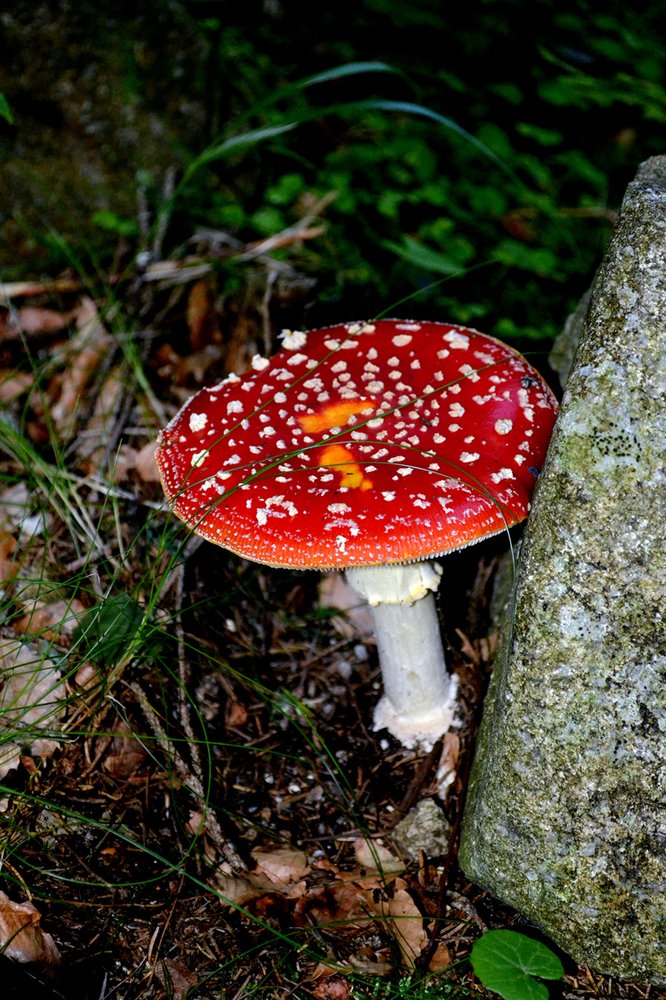 Photograph by Szabó László