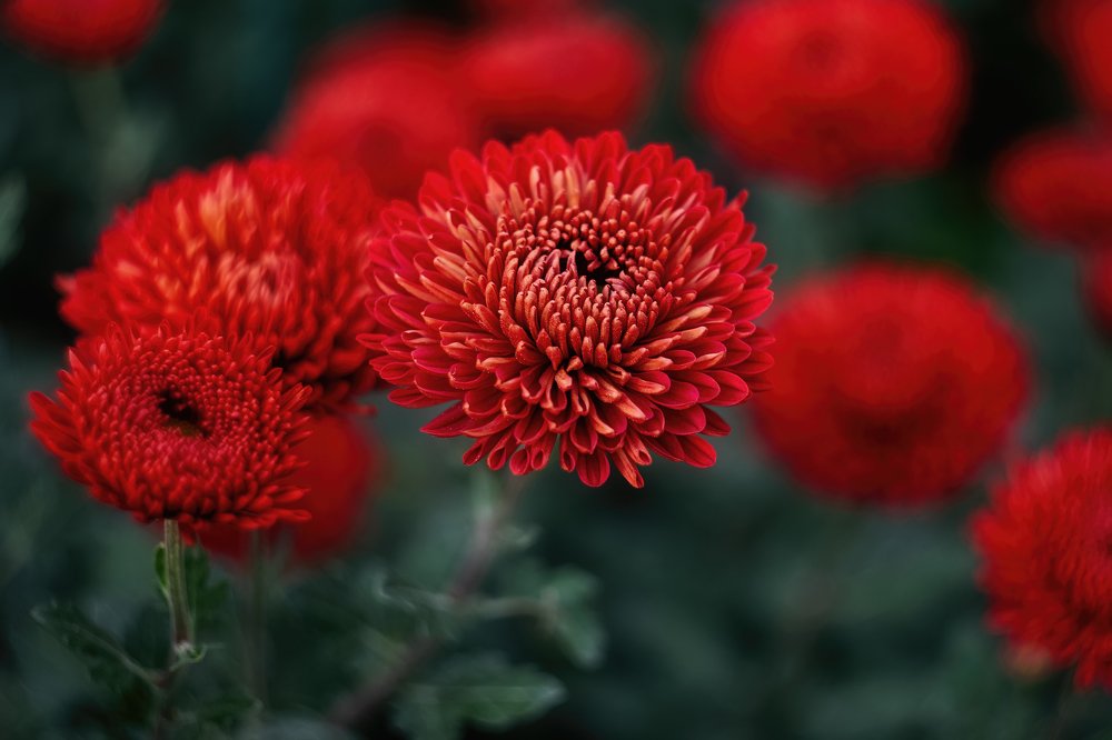 Осенние хризантемы