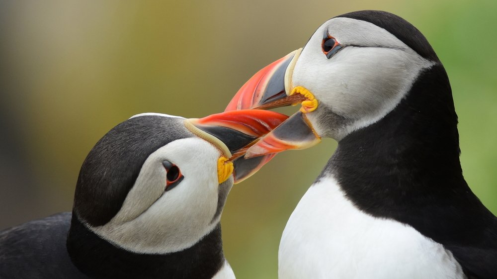 Atlantic Puffins