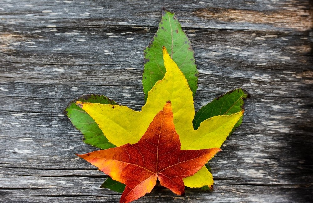 Photograph by Василь Гуцал