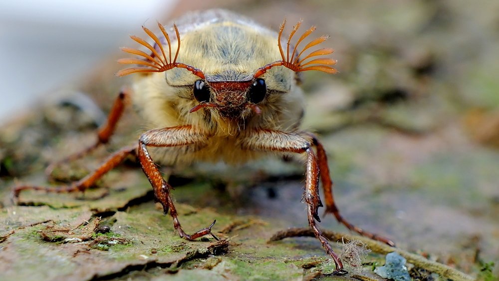 Photograph by PAT SOMERS