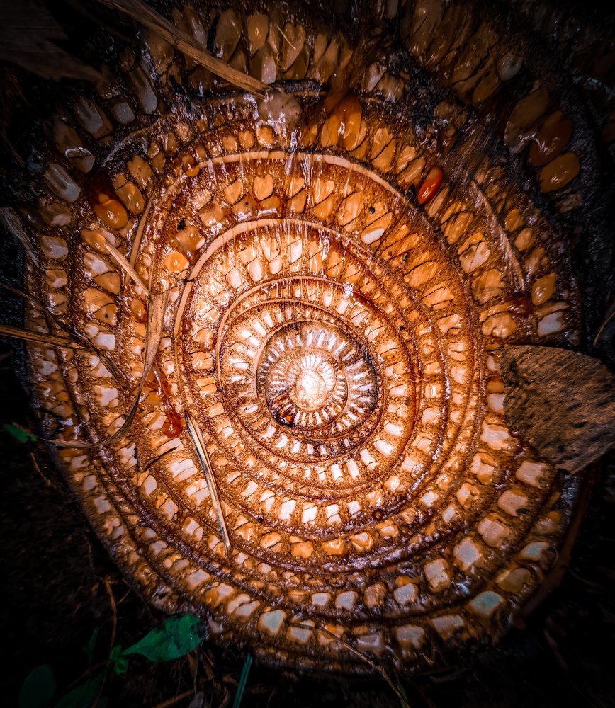 Photograph by Rohit Tonapi