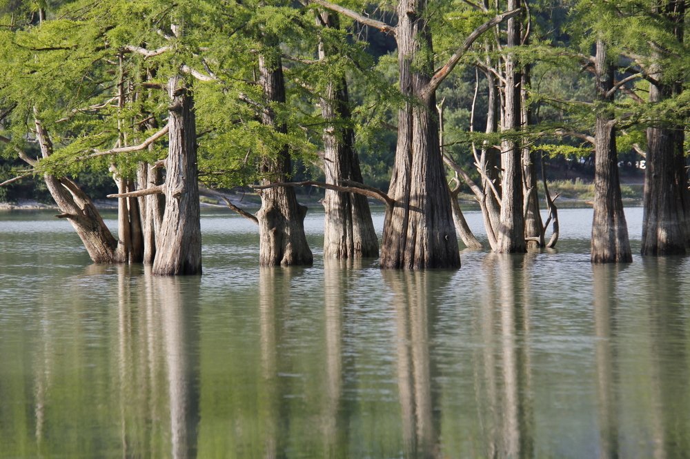 Болотные кипарисы и их отражения в озере Сукко.