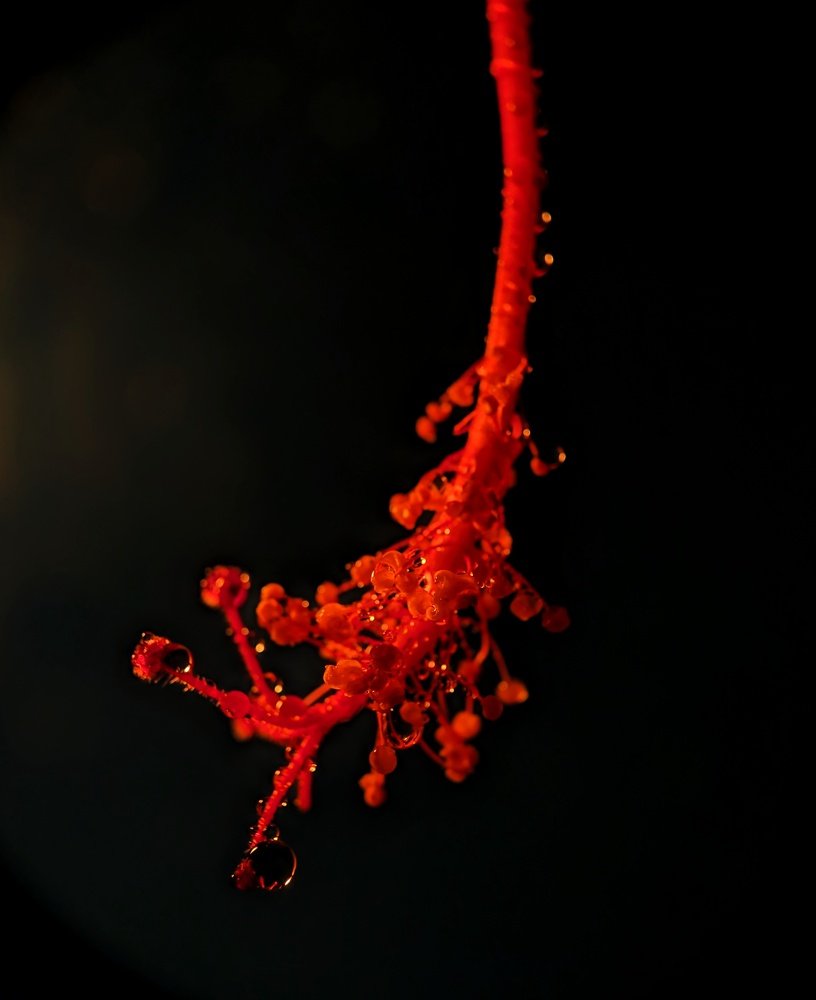 Photograph by Abhishek Manna