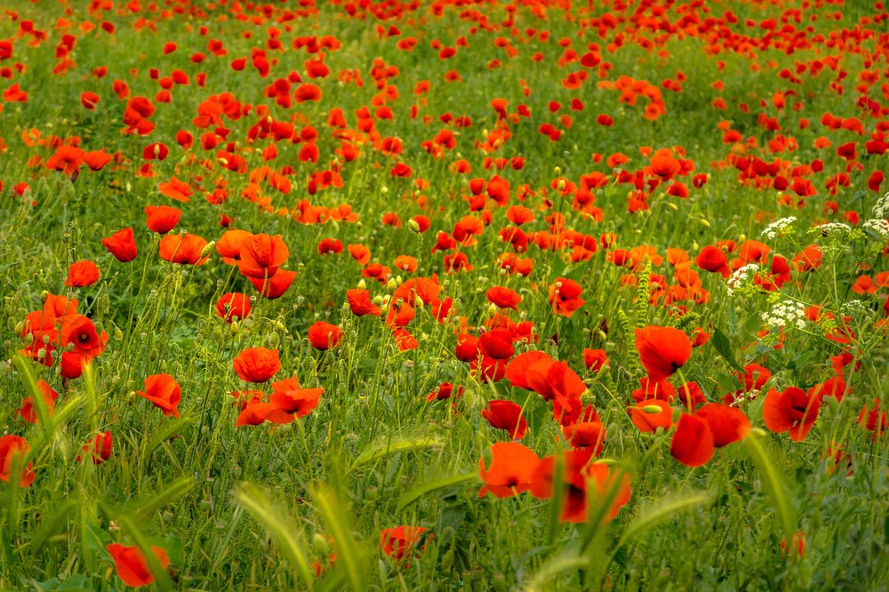 Фотография автора Cornelia Ghergut