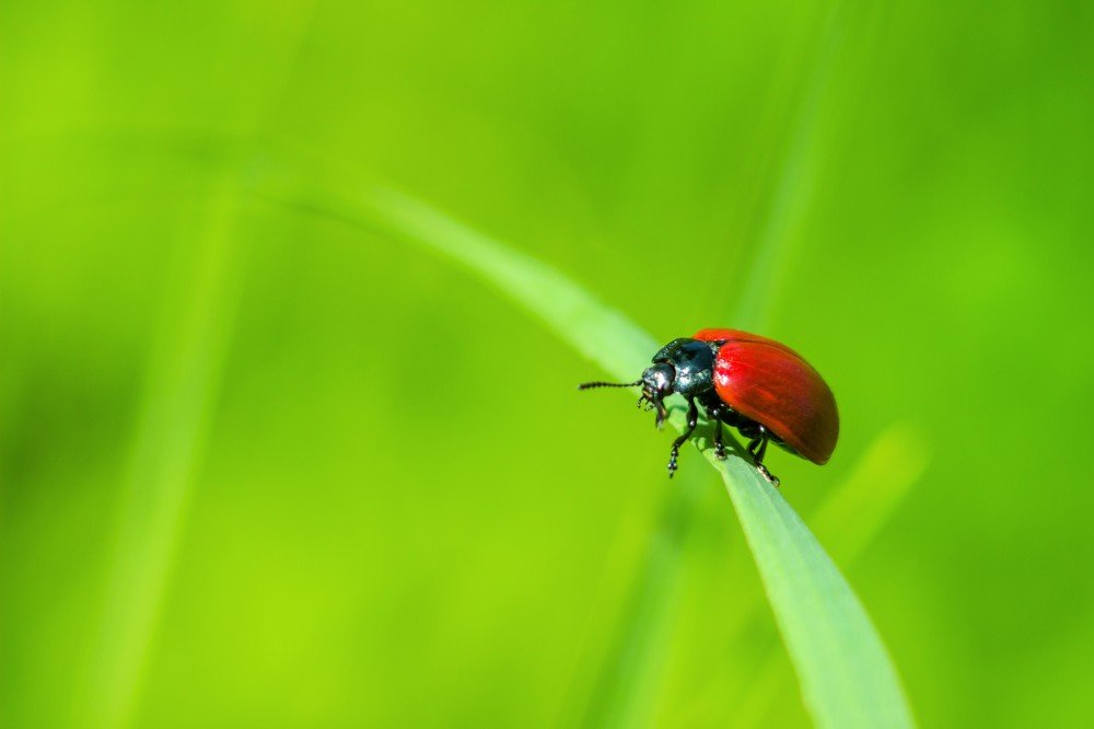 Photograph by Александра Шайдурова