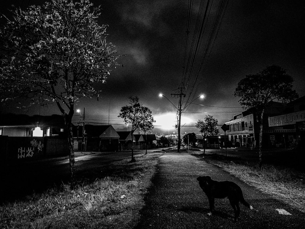 Apocalyptic dog