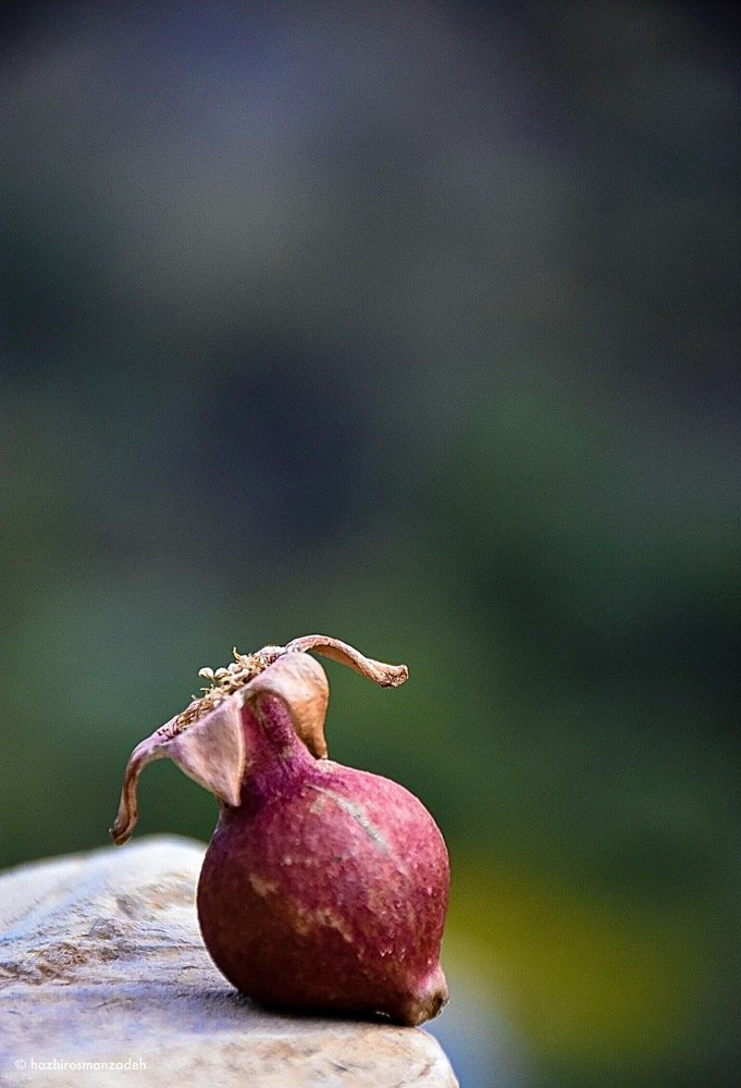 Photograph by Hazhir Osmanzadeh