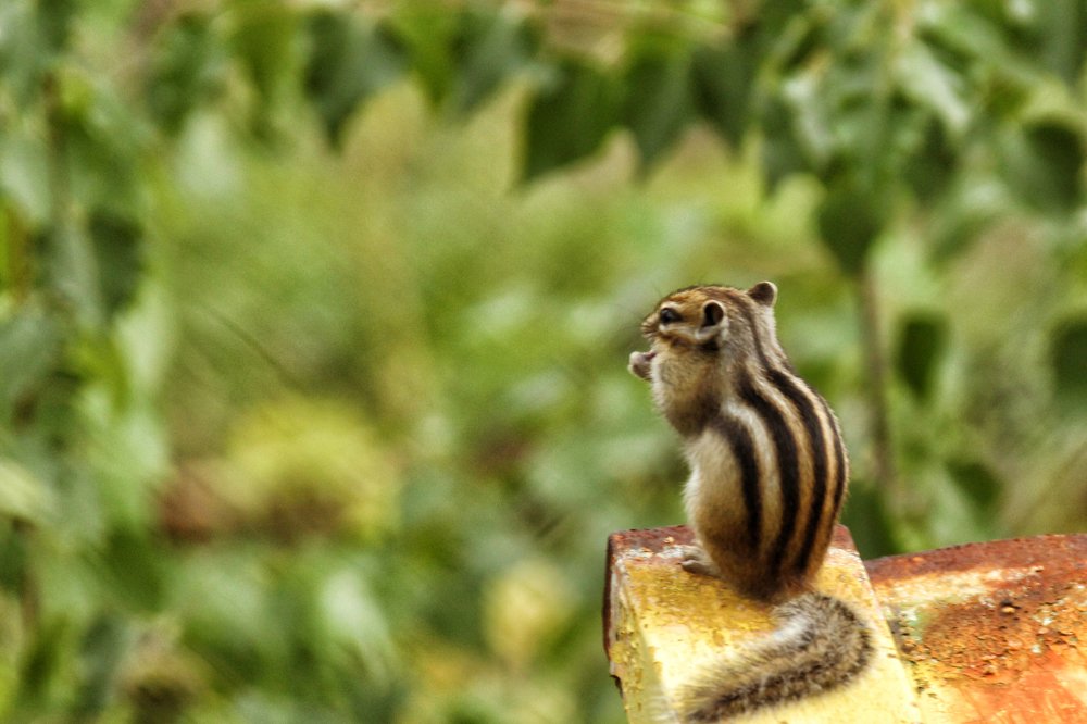 Photograph by Валерий Шорохов