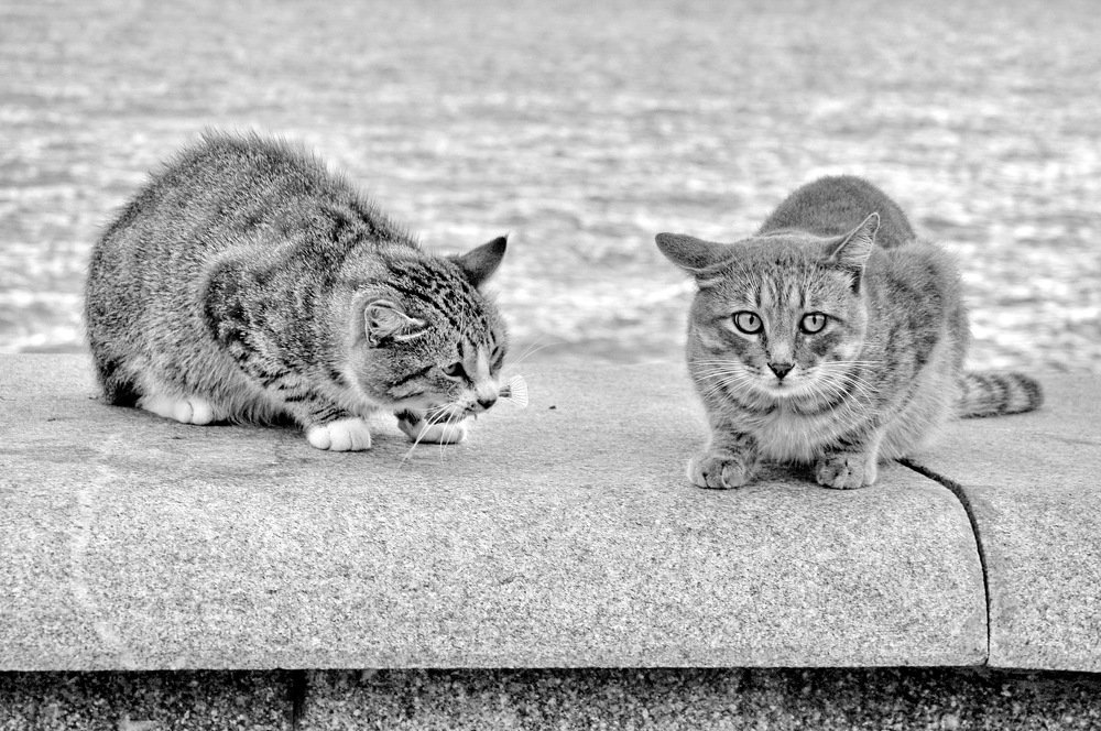 Photograph by Татьяна Вишнякова