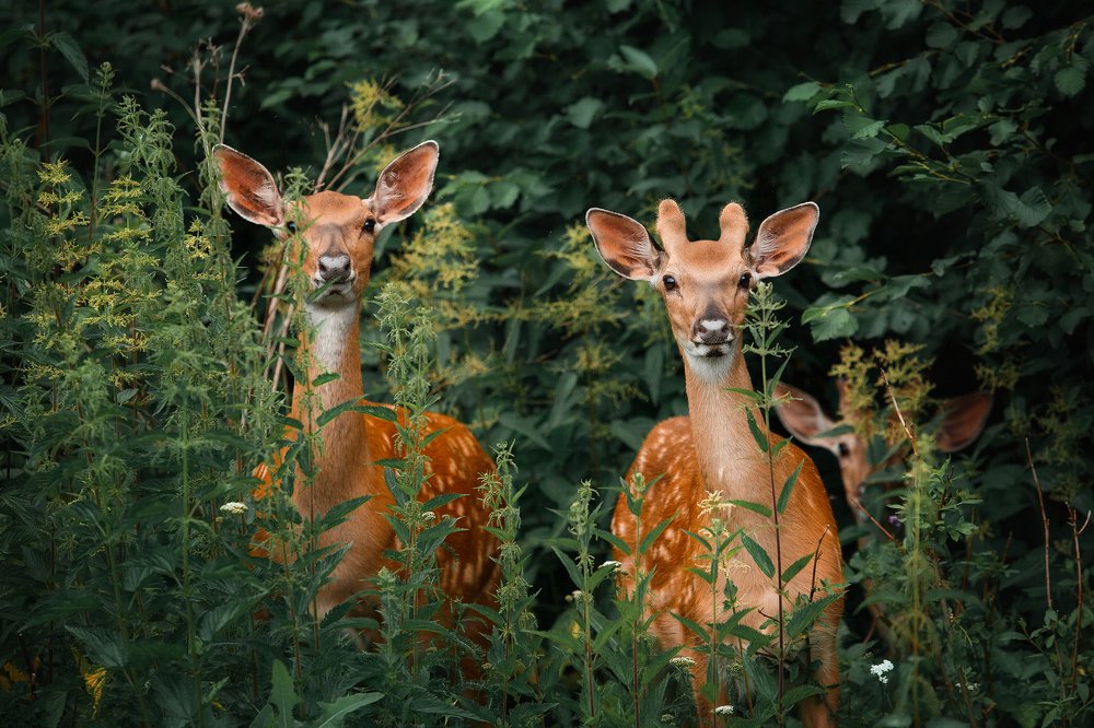 Photograph by Дарья Ералева