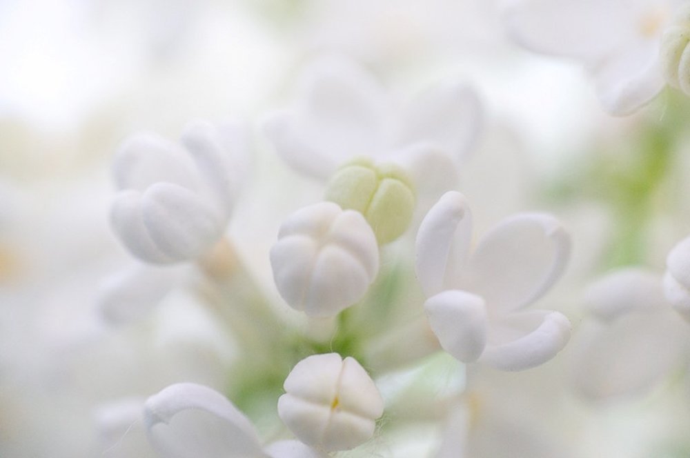 Аромат белой сирени