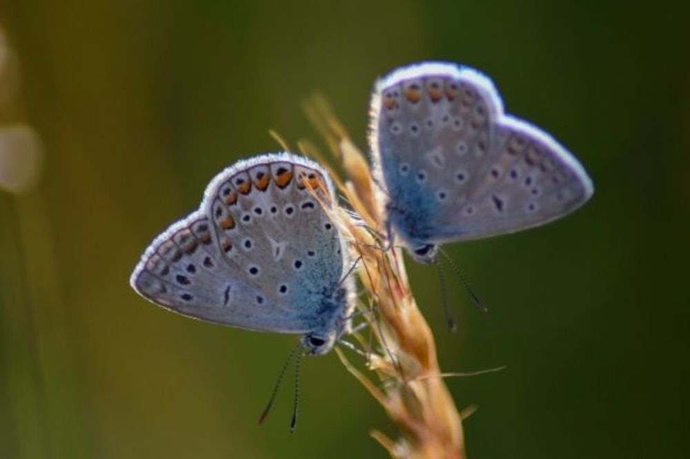 Photograph by Peter Pekár