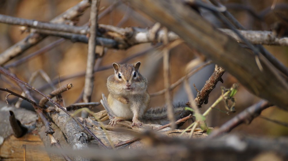 Я бы сказал,но щеки набиты!!!