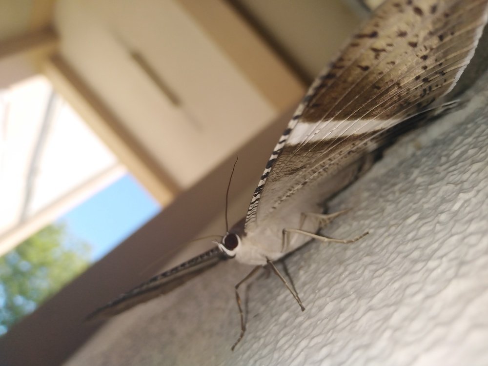 Beautiful moth