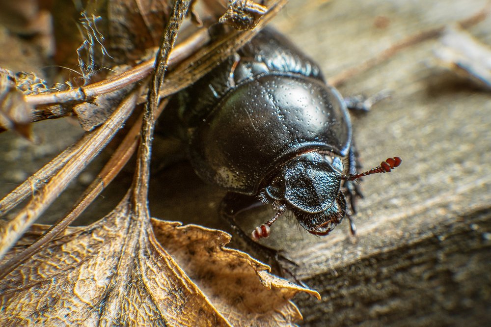 Под листвой