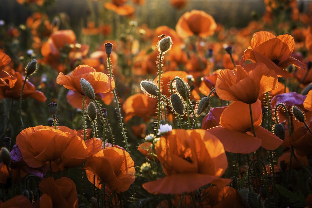 Photograph by Ivars Salmanis