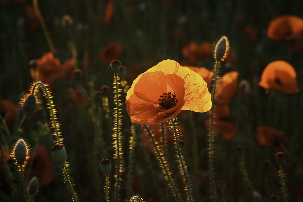 Photograph by Ivars Salmanis