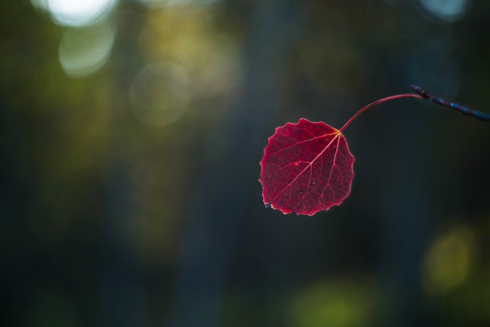 Photograph by Наталья Лещинская