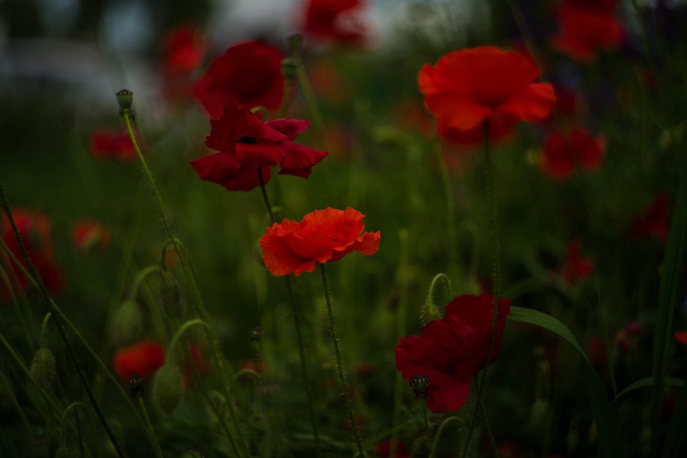 Photograph by Наталья Лещинская