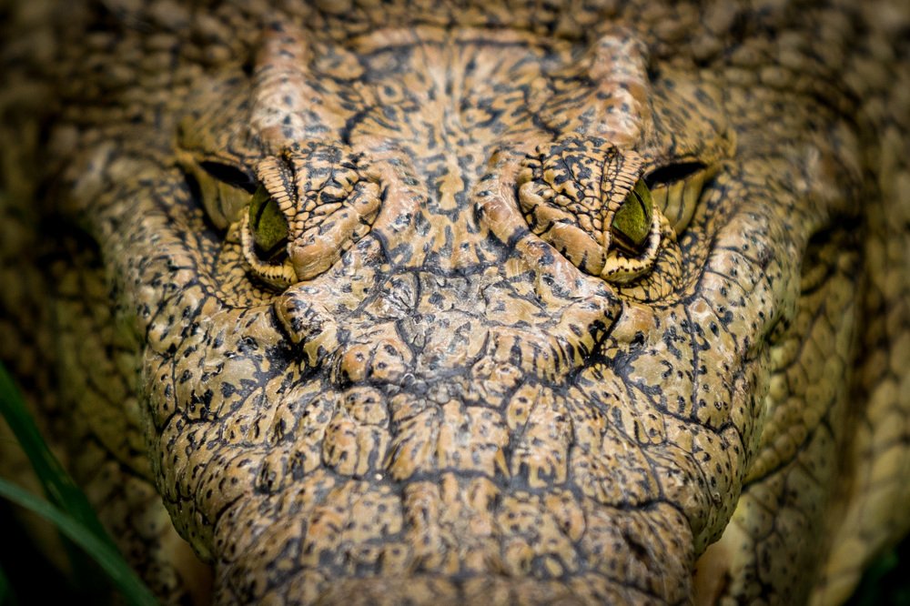 Photograph by Somdev Sen