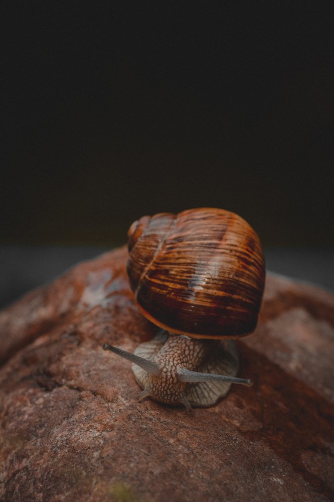 Photograph by Алена Николаева