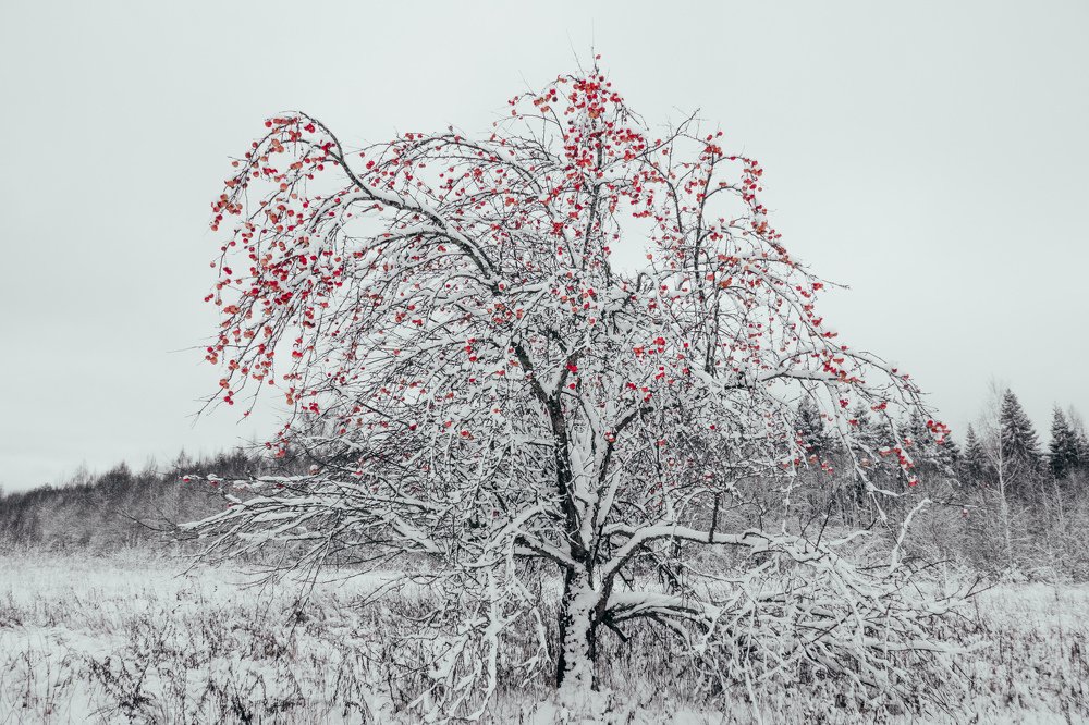 Photograph by Сергей