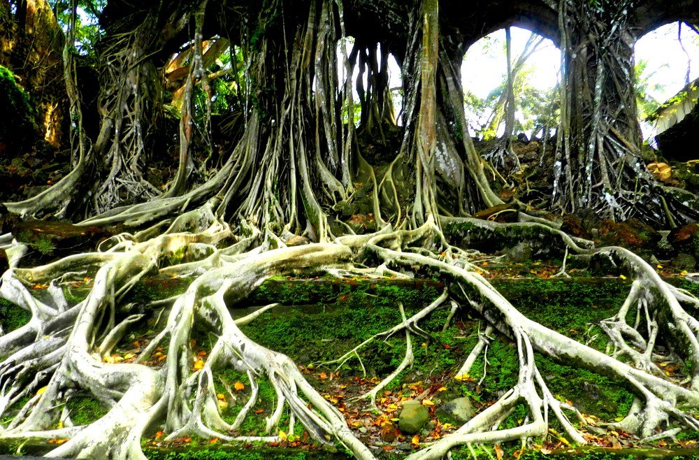 Photograph by Subrata Das