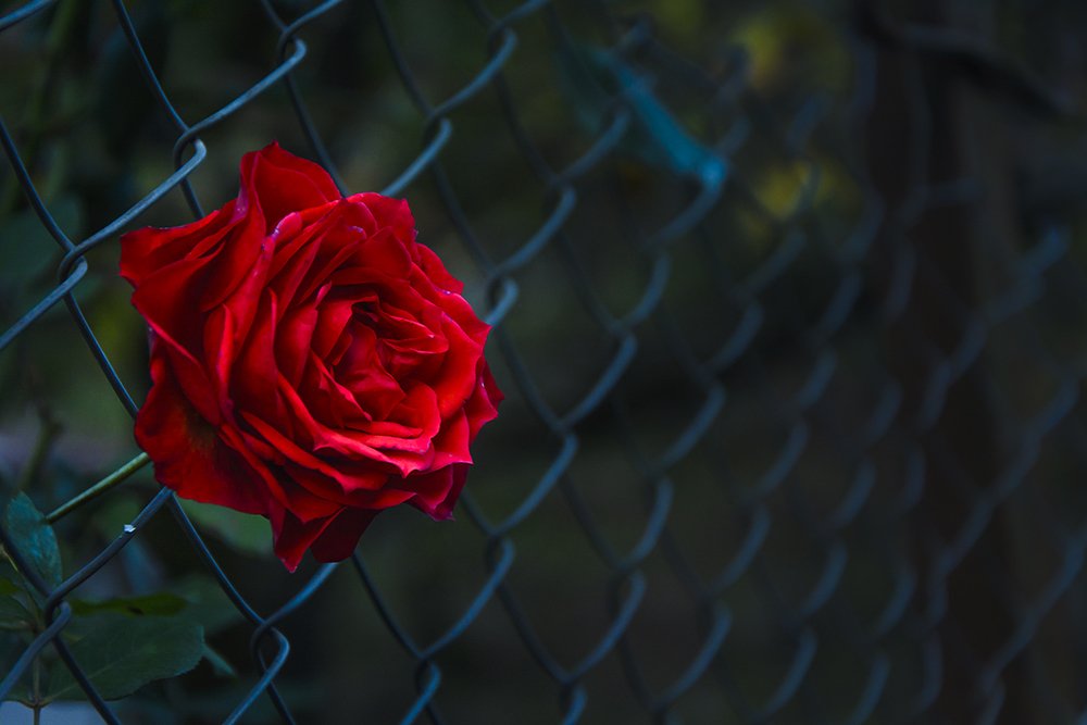 Фотография автора Majid Varasteh