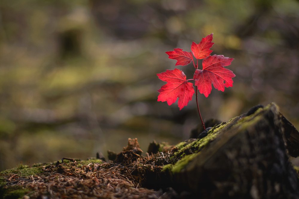 Лесной огонёк.