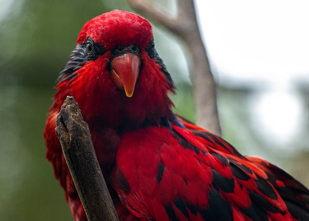 Photograph by Behnam Khoshbaten