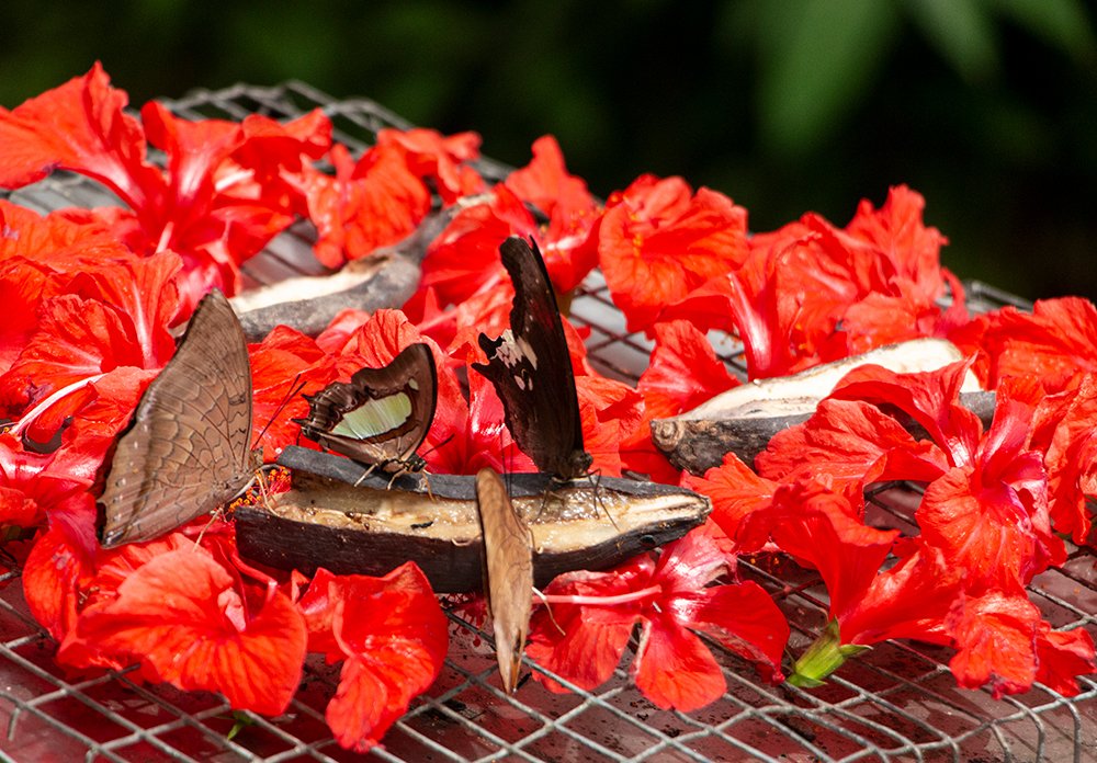 Photograph by Behnam Khoshbaten