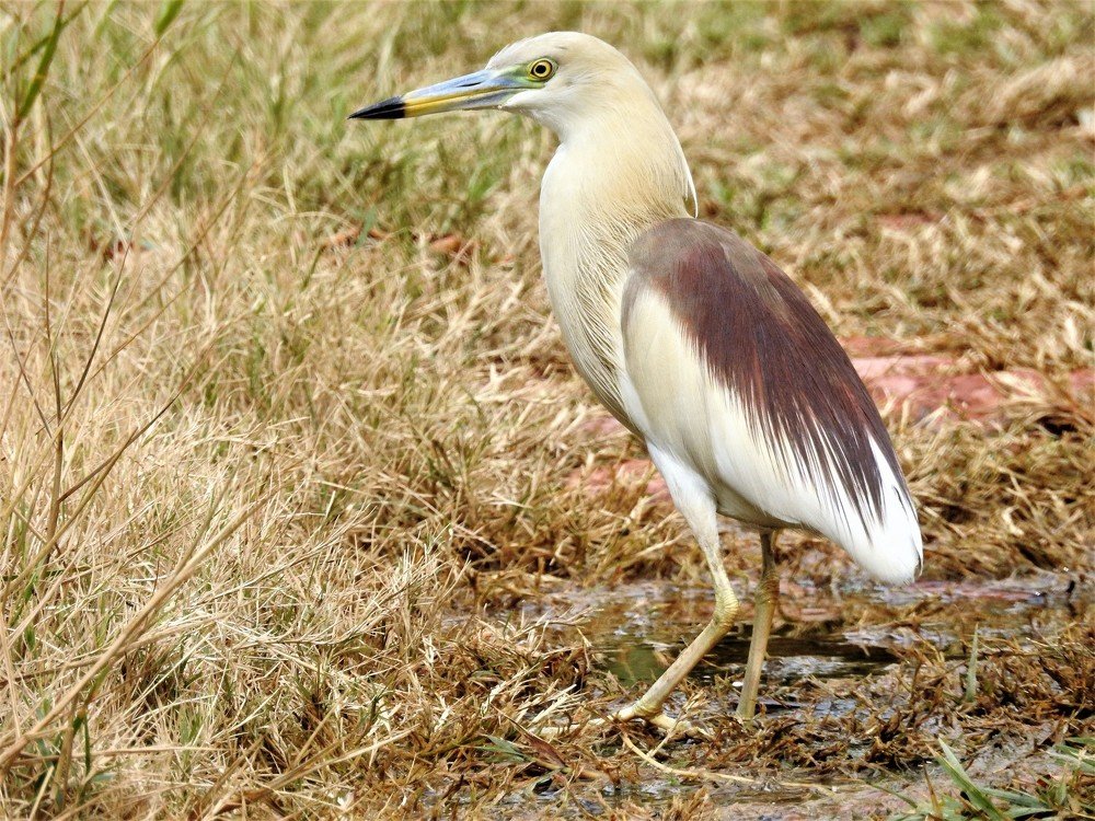 Photograph by Rajeev Sinha