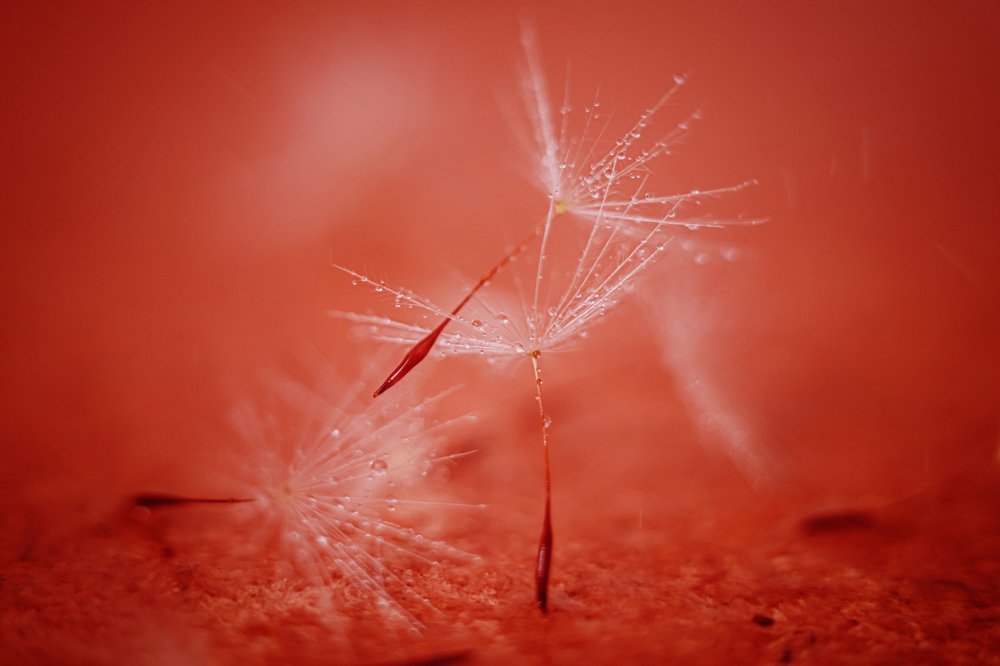 Фотография автора Summerlin