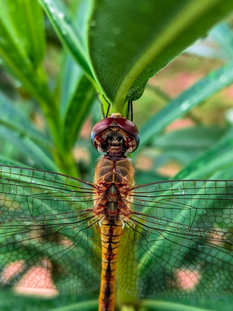 Фотография автора Rajkumar Anantha