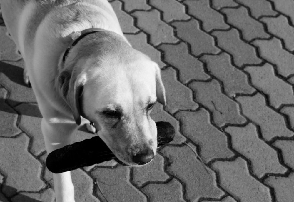 Фотография автора Алена Гамоля