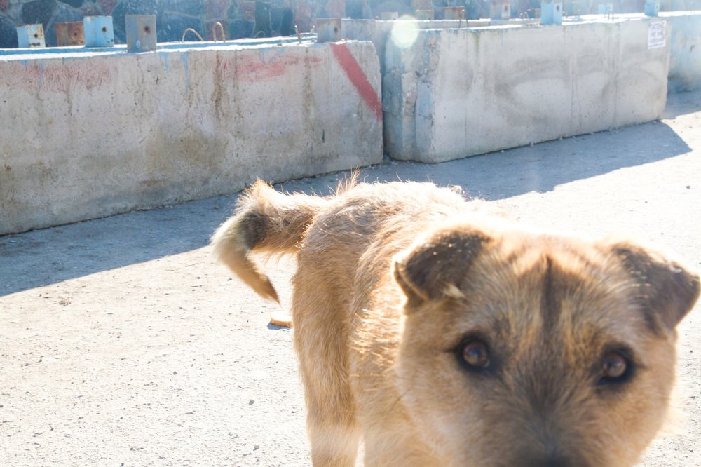 Фотография автора Алена Гамоля