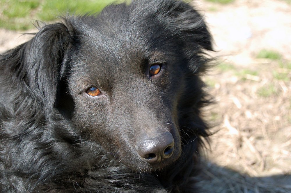 Photograph by Szabó László