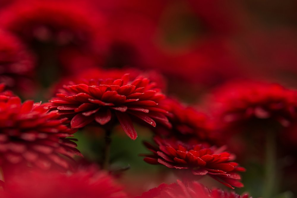 Царский цветок