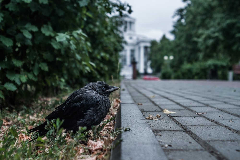 Фотография автора Алексей Михайлов