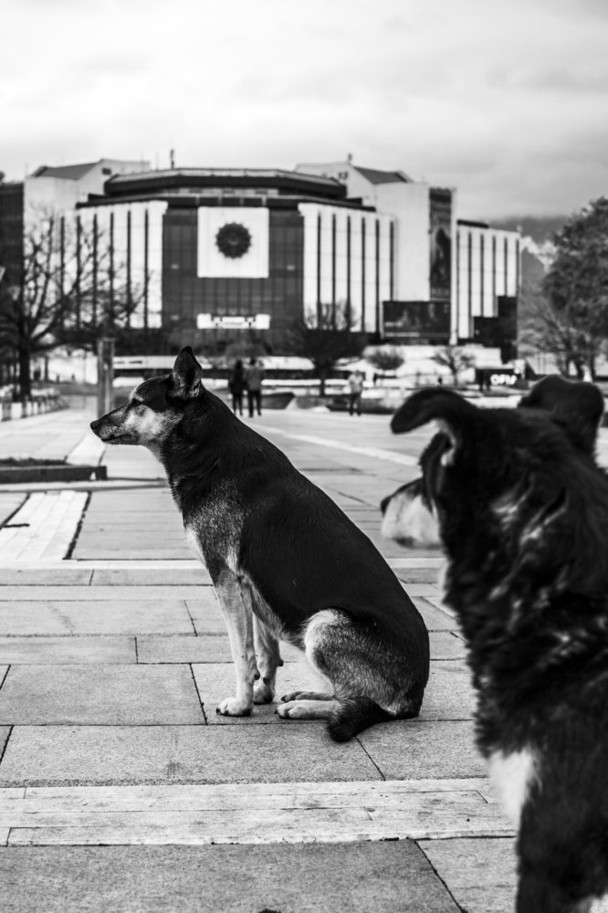 Photograph by  Dimitar