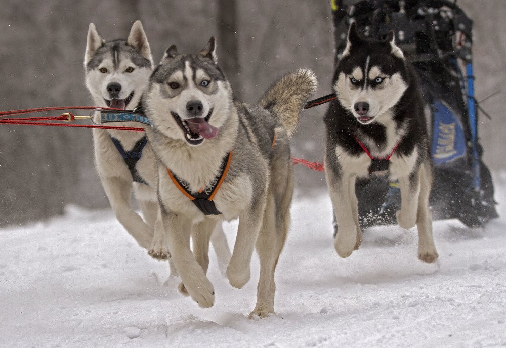 Photograph by Vladimir