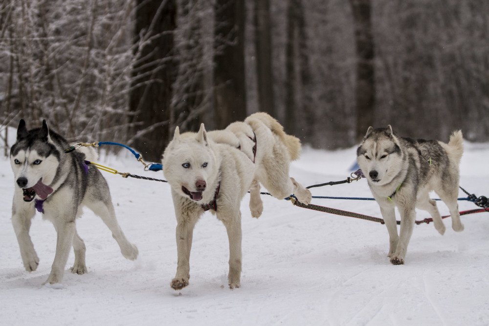 Photograph by Vladimir