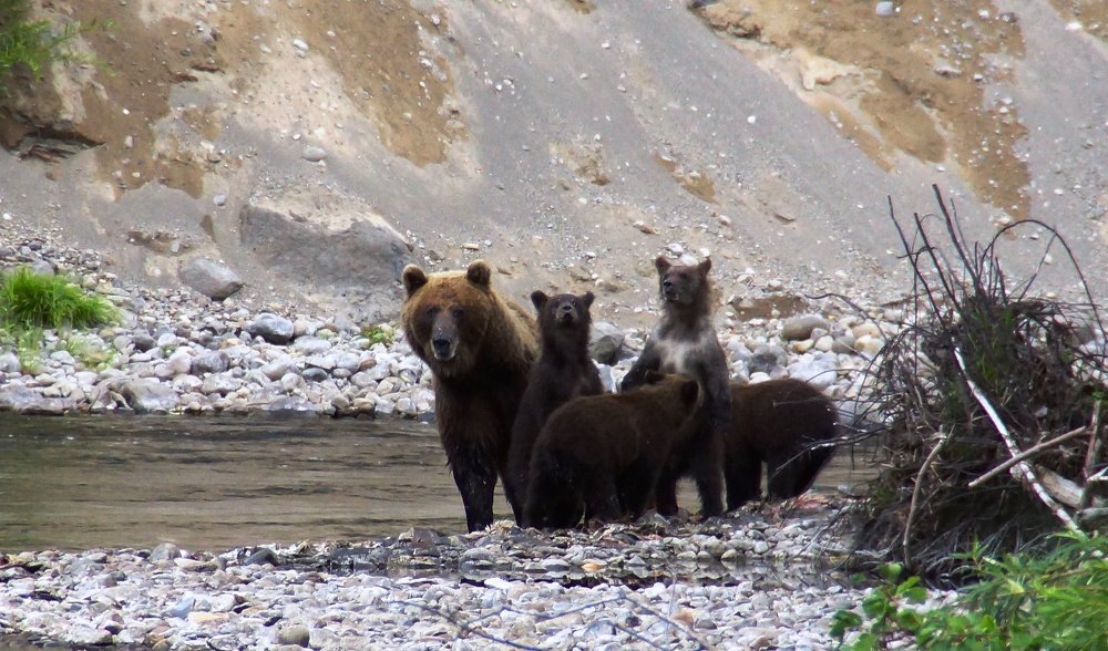 Камчатка , медвежий край