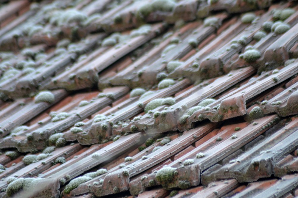 Photograph by Szabó László