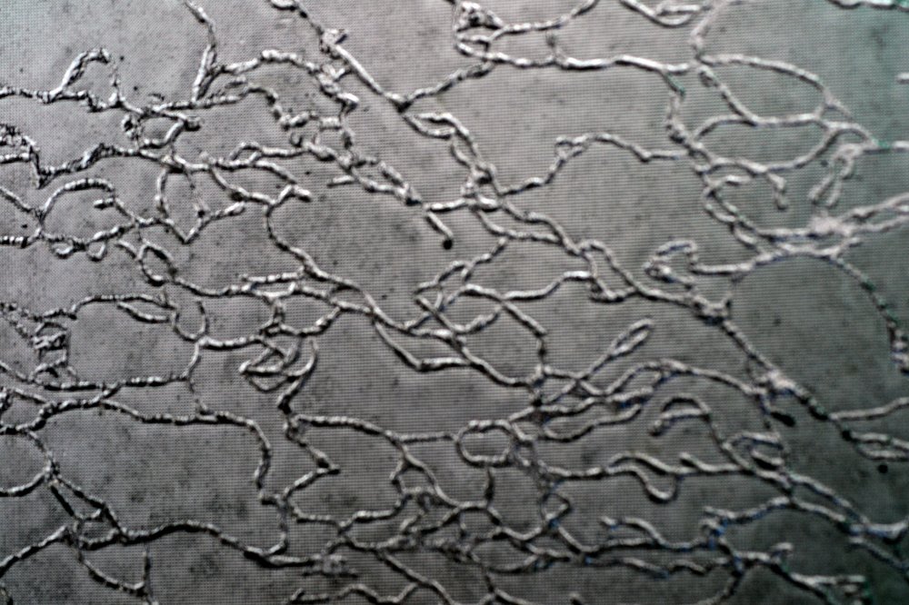 Photograph by Szabó László