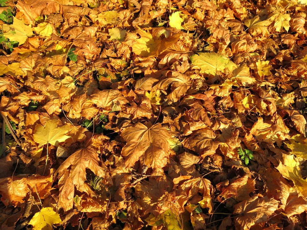 Photograph by ЭЛЬМИРА  ИСМАИЛОВА